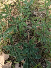 Trifolium macrocephalum