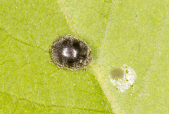 Rhyzobius forestieri