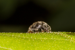 Rhyzobius forestieri