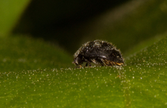 Rhyzobius forestieri