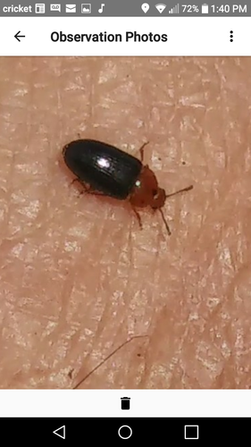 Triplax mesosternalis