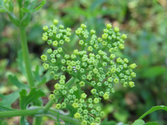 Polytaenia