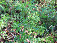 Polytaenia