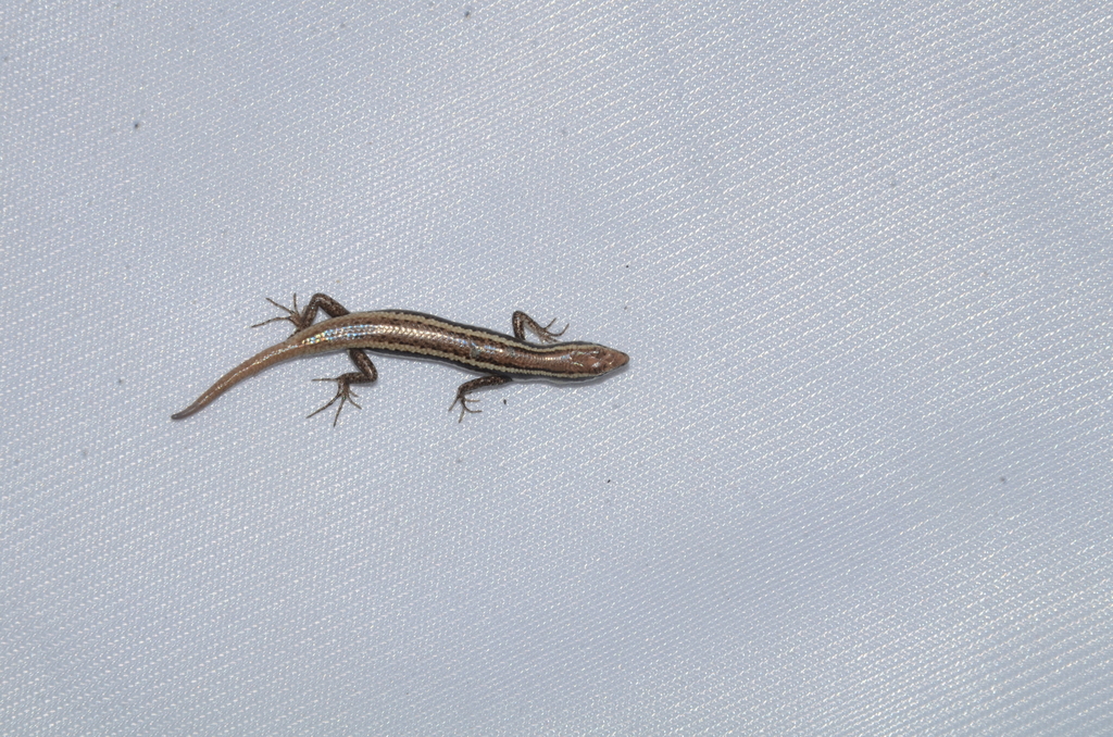 Lombok Snake-eyed Skink (Cryptoblepharus cursor)