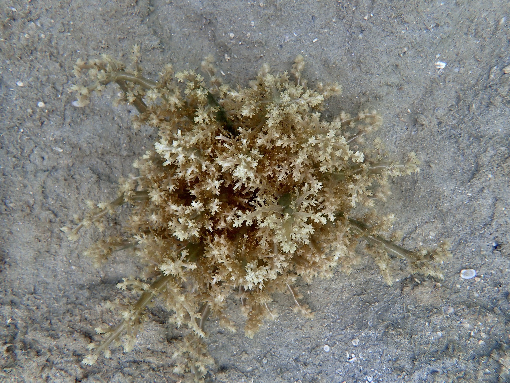Actinodendron arboreum (Quoy & Gaimard, 1833)