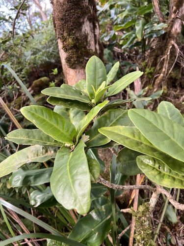 Melicope spathulata observed 2024-02-07