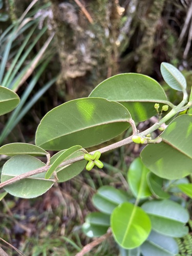 Melicope kavaiensis observed 2024-02-07