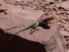 Uta stansburiana uniformis