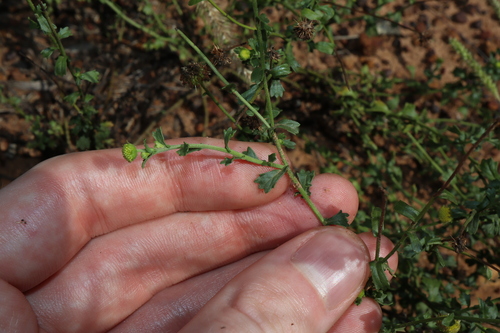 Image of Calotis cuneifolia by (c) Thomas Mesaglio, some rights reserved (CC BY)