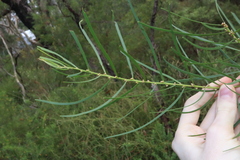 Slender Wattle (Acacia elongata)