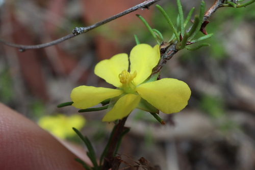Image of Hibbertia fasciculata by (c) Thomas Mesaglio, some rights reserved (CC BY)