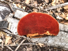 Trametes cinnabarina