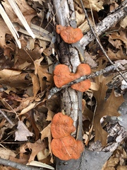 Trametes cinnabarina