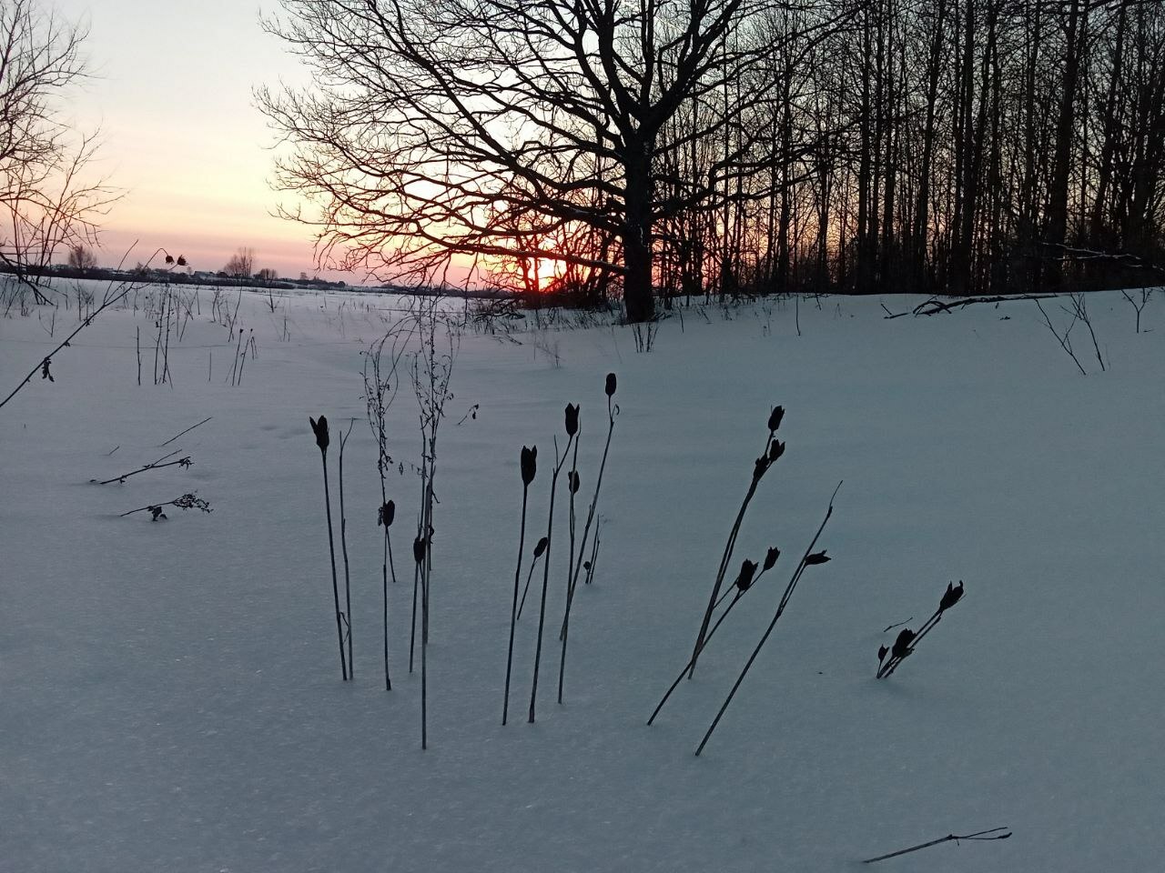 Imagem de Lírio-siberiano