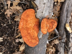 Trametes cinnabarina