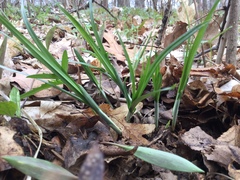 Carex sparganioides
