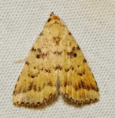 Arugisa lutea