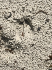 Odocoileus virginianus hiltonensis