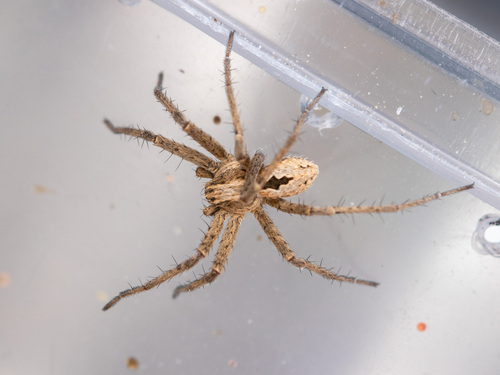 Thanatus kitabensis