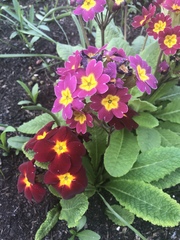Primula × polyantha