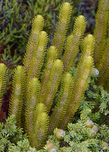 Phlegmariurus dentatus (Herter) Arana