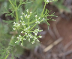 Ammoselinum popei