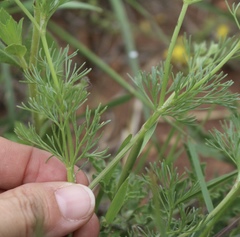 Ammoselinum popei