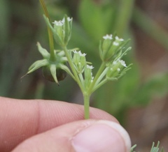 Ammoselinum popei