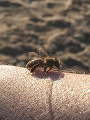 Apis mellifera