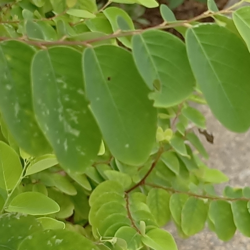 Foto de Planta-fita