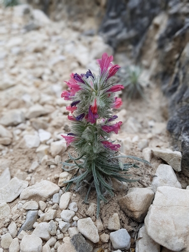 Image of Echium albicans by no rights reserved