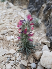 Echium albicans