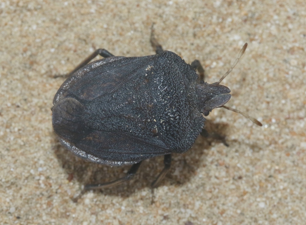 Arabian Desert Shield Bug