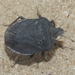 Arabian Desert Shield Bug - Photo (c) James Bailey, some rights reserved (CC BY-NC), uploaded by James Bailey