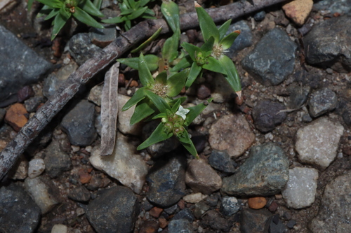 Image of Richardia stellaris by (c) Thomas Mesaglio, some rights reserved (CC BY)