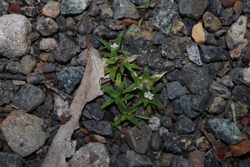 Image of Richardia stellaris by (c) Thomas Mesaglio, some rights reserved (CC BY)