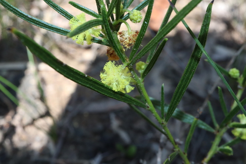 Image of Acacia bynoeana by (c) Thomas Mesaglio, some rights reserved (CC BY)