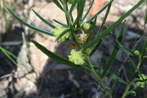 Image of Acacia bynoeana by (c) Thomas Mesaglio, some rights reserved (CC BY)
