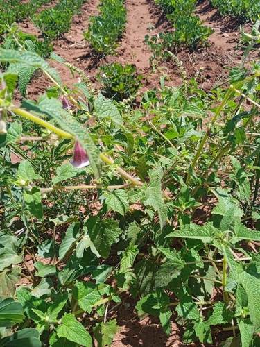 Image of Ceratotheca sesamoides by no rights reserved