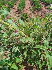 Ceratotheca sesamoides (Ceratotheca sesamoides)