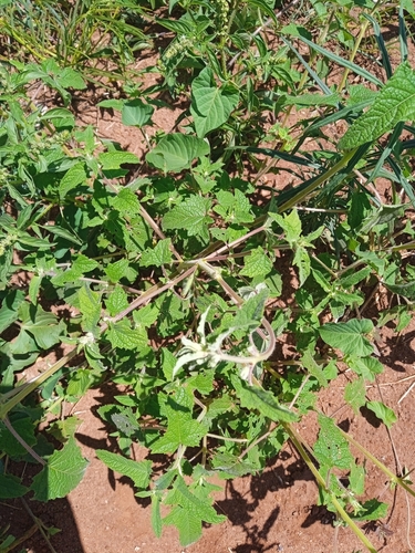 Image of Ceratotheca sesamoides by no rights reserved