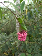 Cestrum fasciculatum