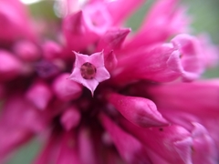 Cestrum fasciculatum