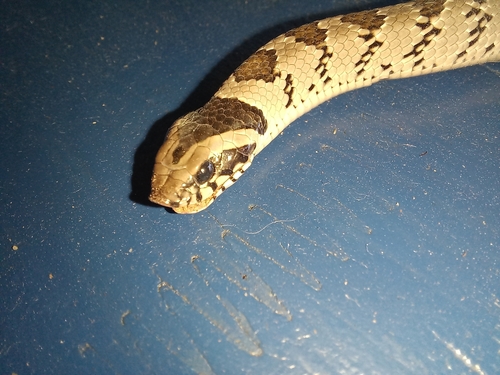 Snouted Night Adder