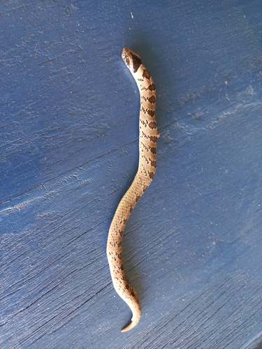 Snouted Night Adder