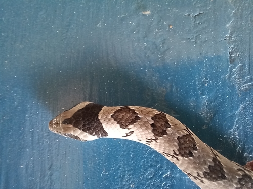 Snouted Night Adder