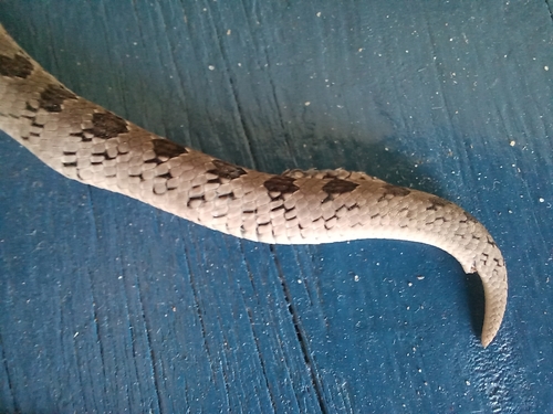 Snouted Night Adder