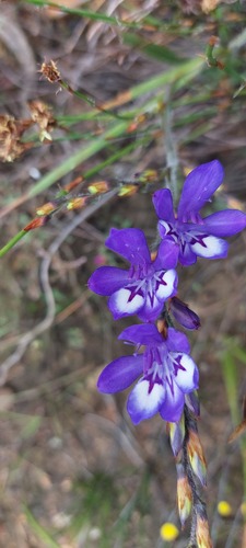 Comb Bobbejaantjie (Babiana secunda)