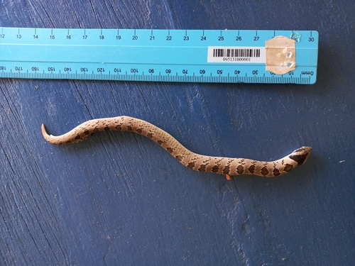 Snouted Night Adder
