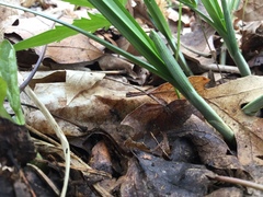 Carex sparganioides